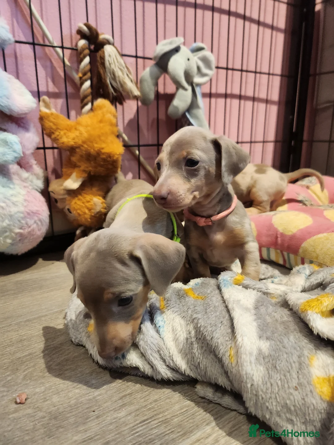 Miniature Dachshund dogs for sale: Beautiful Miniature Dachshund Pups  - Advert 16