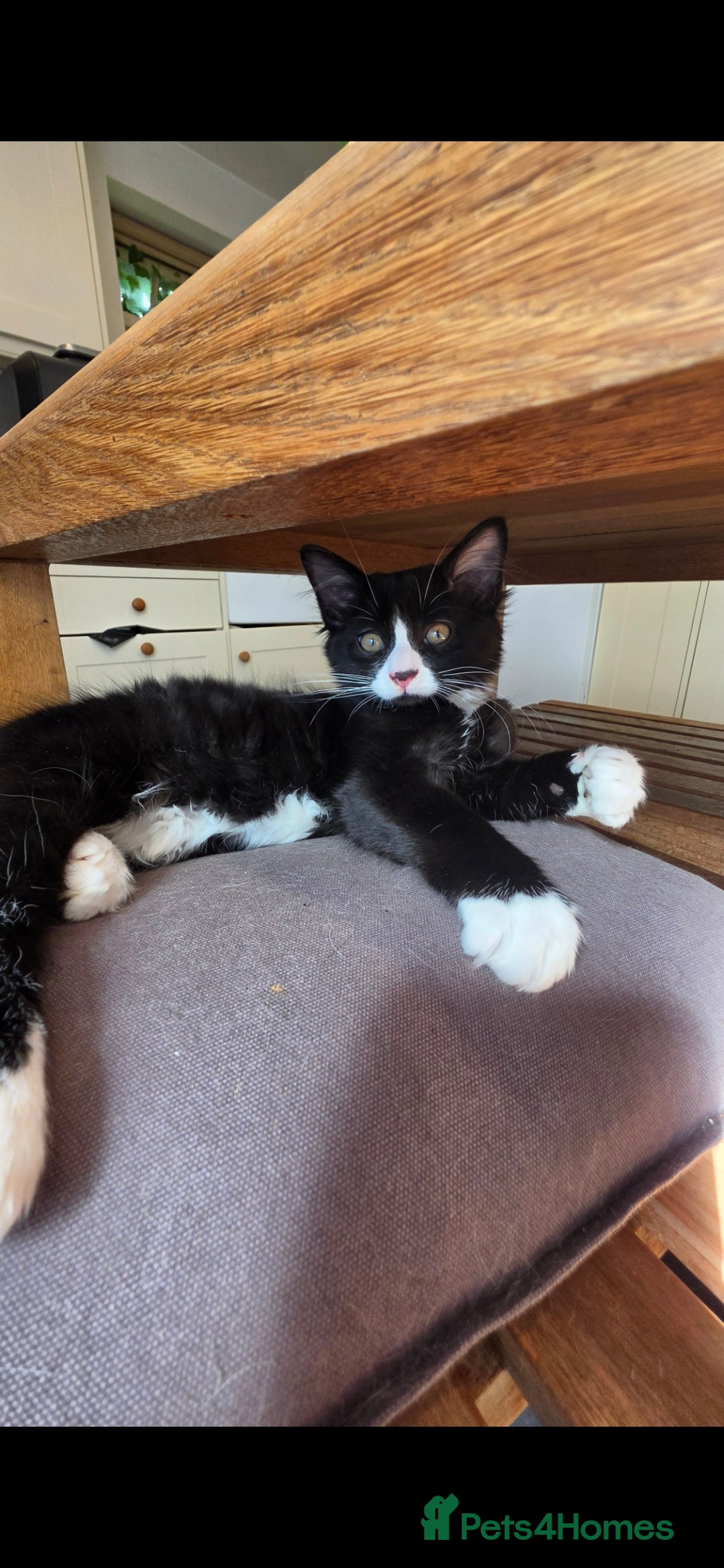 Mixed Breed cats Beautiful kittens looking for there forever homes  - Advert 2