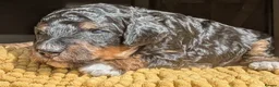 Mixed Breed dogs for sale: Rottweiler / Rottidoodle puppies - Advert 30