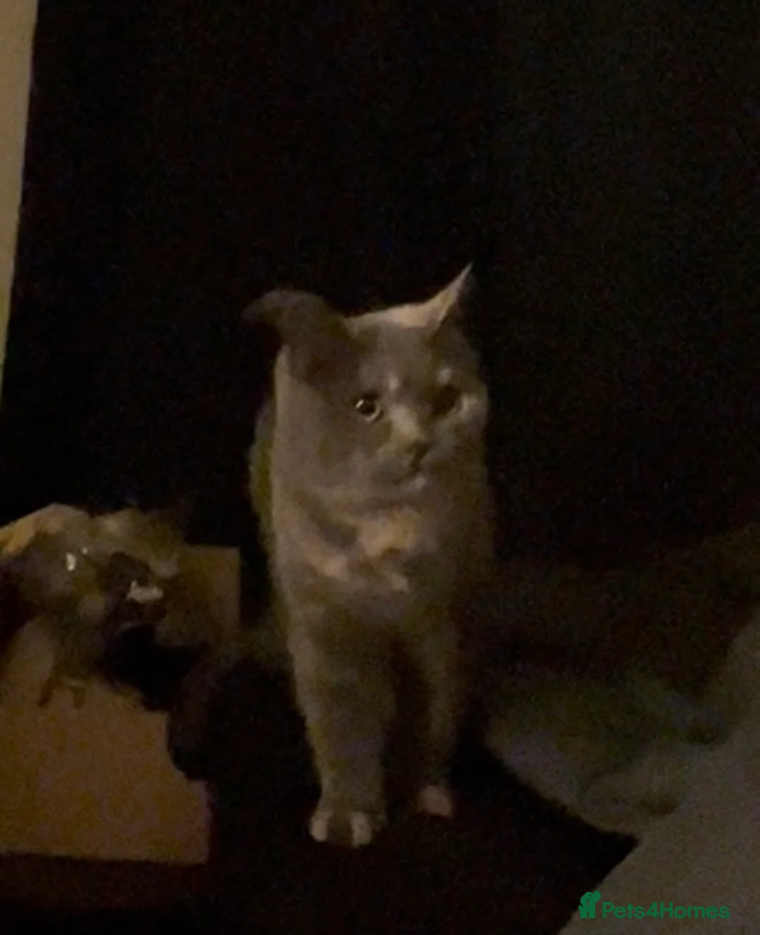 British Shorthair cats for sale: Lovely little lady - Advert 3