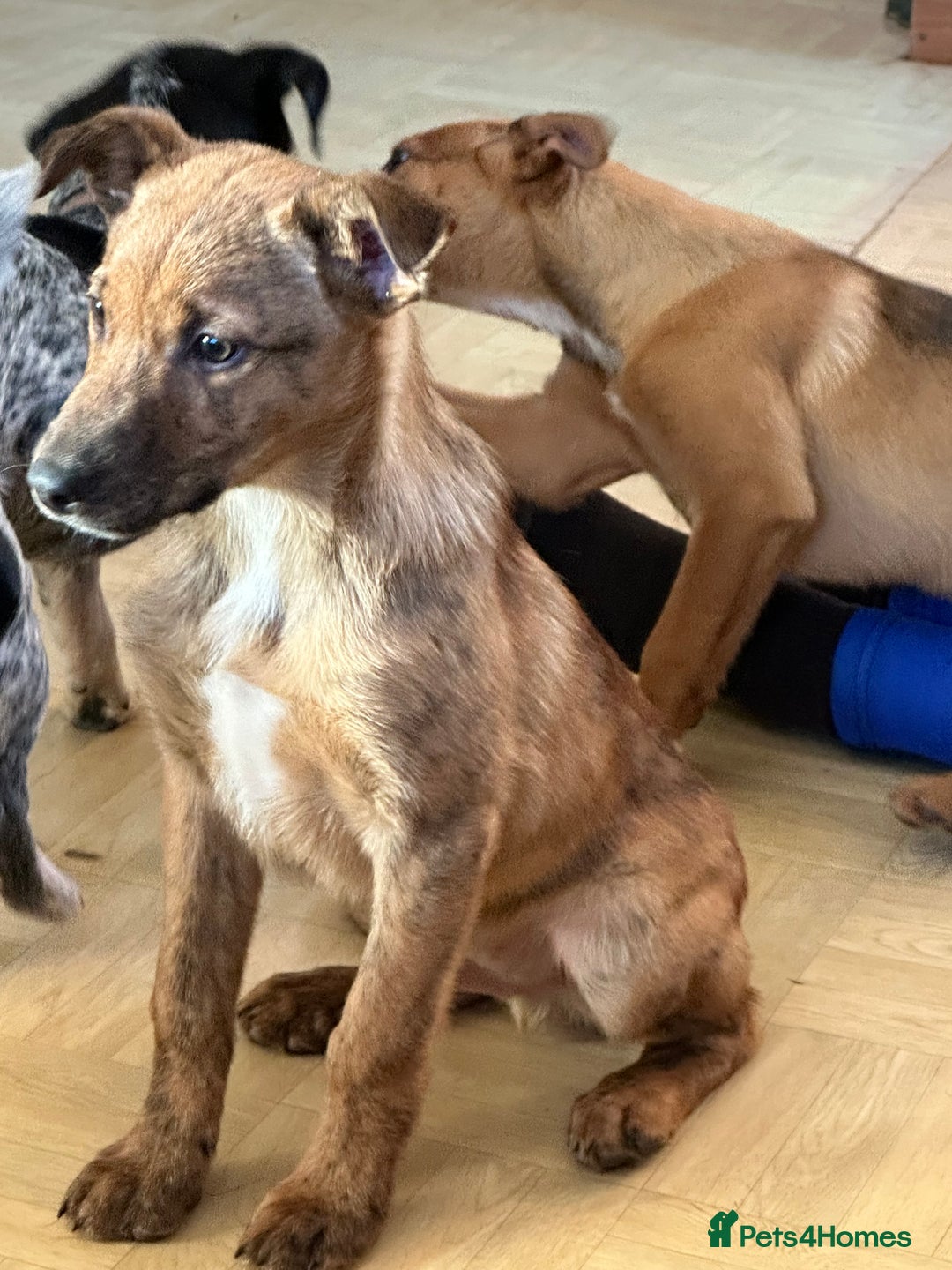 Mixed Breed dogs for sale: Kelpie x Collie puppies - Advert 8