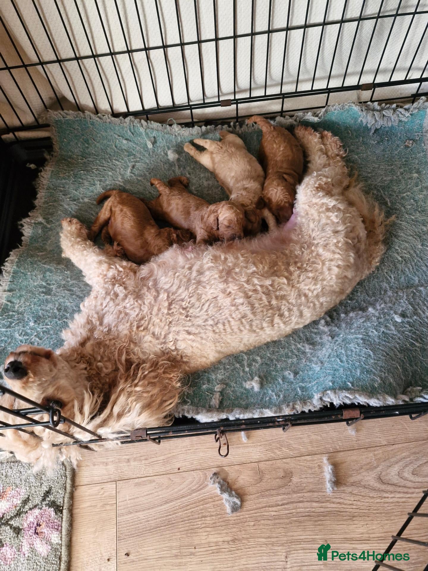 Mixed Breed dogs for sale: Beautiful poodle puppys forsale - Advert 1