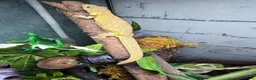 Gecko reptiles for sale: Chameleon Gecko babies  - Advert 4