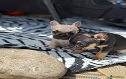 French Bulldog dogs for sale: Beautiful frenchie pups in Leeds - Image 27