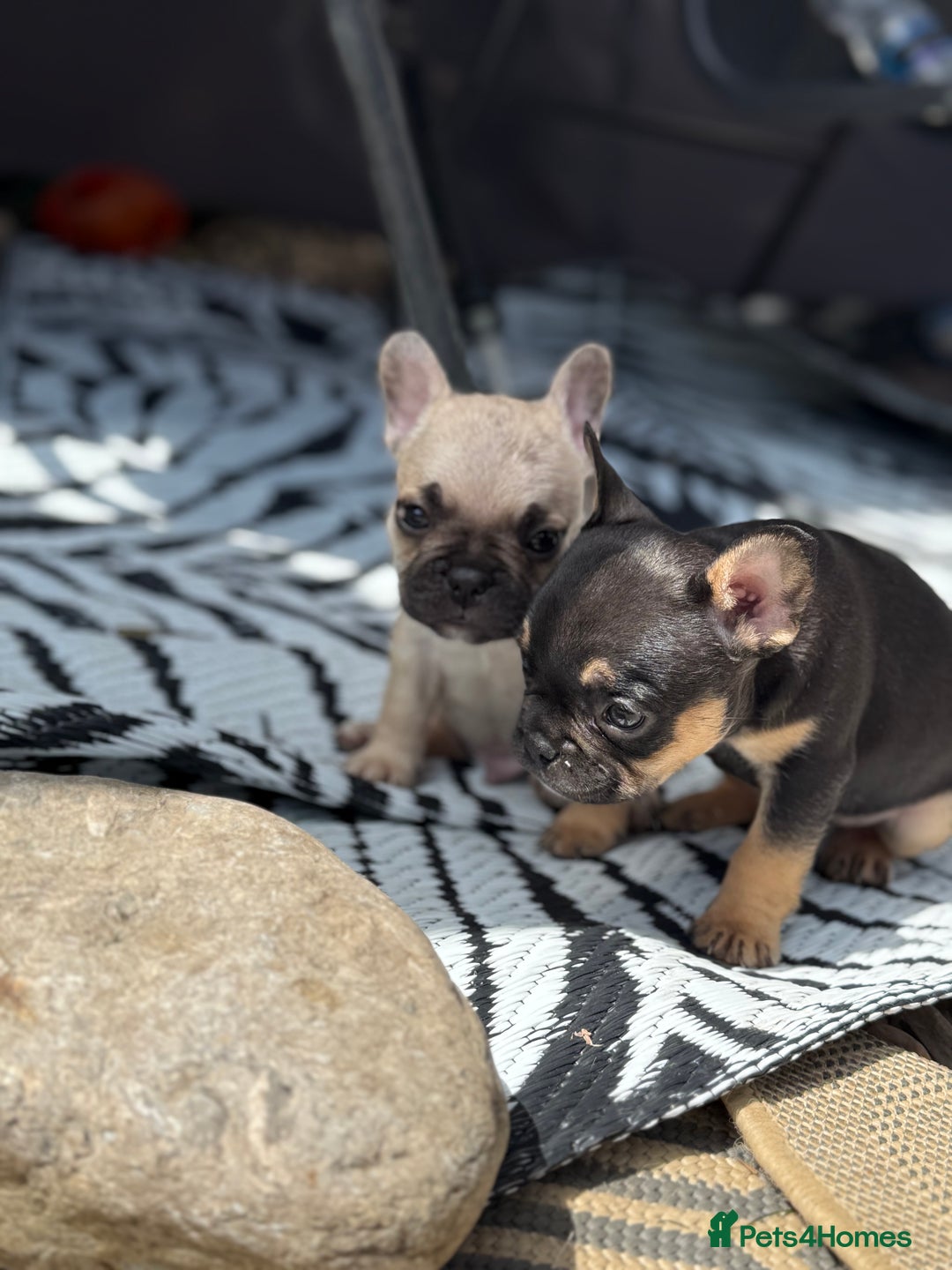 French Bulldog dogs for sale: Beautiful frenchie pups in Leeds - Image 27