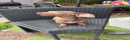 Miniature Dachshund dogs for sale: Miniature dachshund  - Advert 6