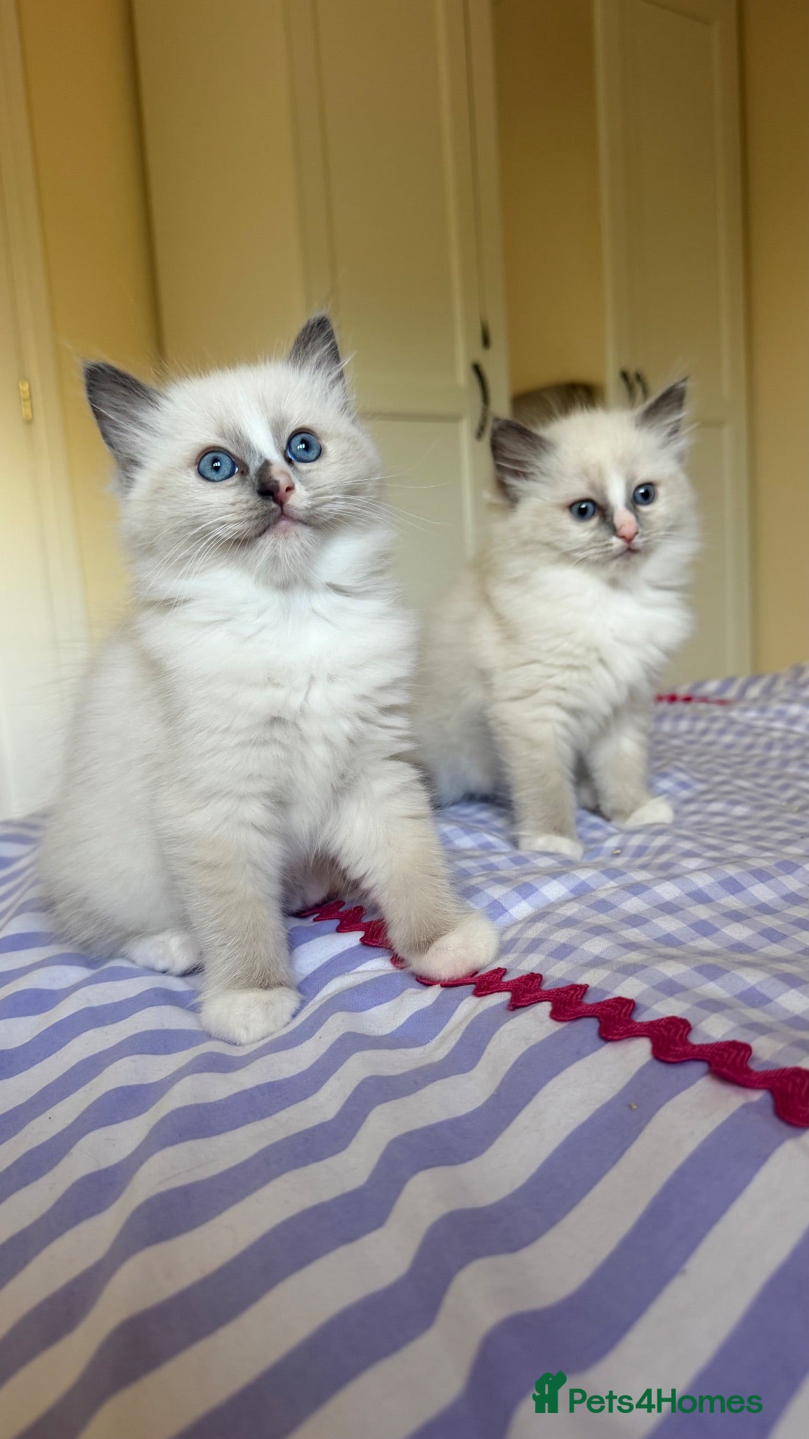 Ragdoll cats ✨GCCF REGISTERED RAGDOLL - CHAMPION BLOODLINES - Advert 1