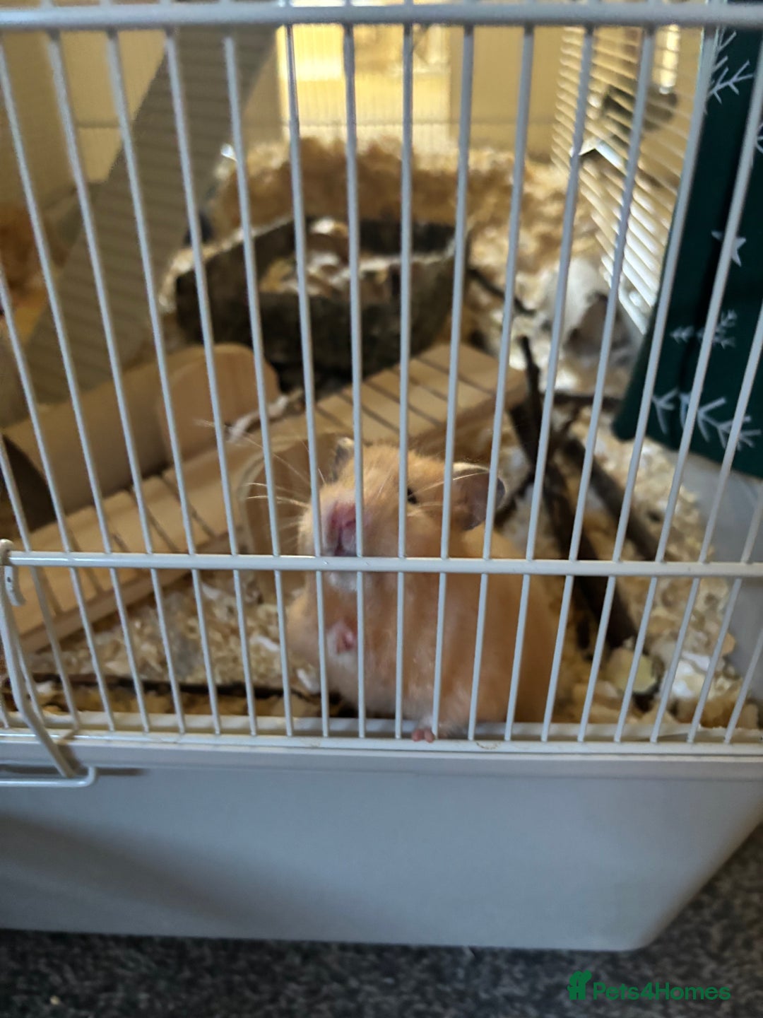 Hamster rodents for sale: hamster for sale - Advert 3