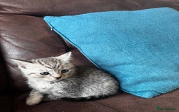 British Shorthair cats for sale: Gorgeous British Shorthair Kittens   - Image 27