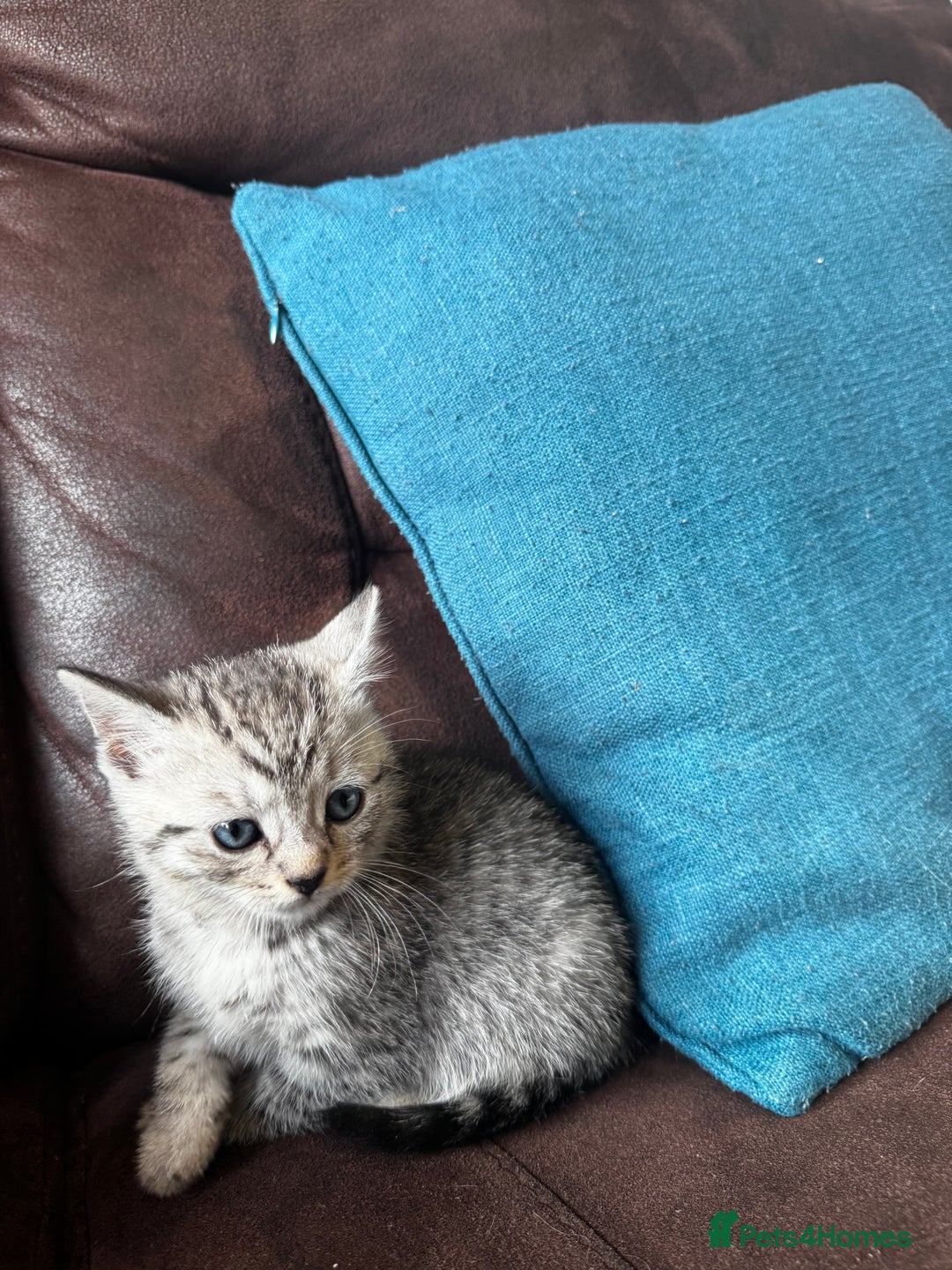 British Shorthair cats for sale: Gorgeous British Shorthair Kittens   - Image 27