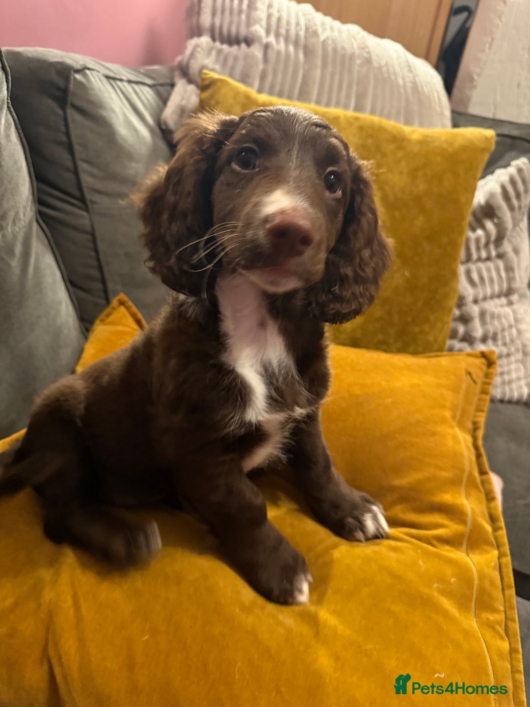 Mixed Breed dogs for sale: Doxie puppies  - Advert 38