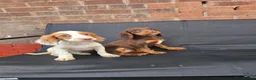 Cocker Spaniel dogs for sale: 6 beautiful working cocker spaniel puppys - Advert 5