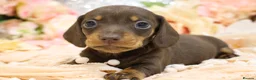 Miniature Dachshund dogs for sale: Miniature Dachshund Puppies - Advert 13