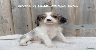 Mixed Breed dogs in Rhayader - Advert 3