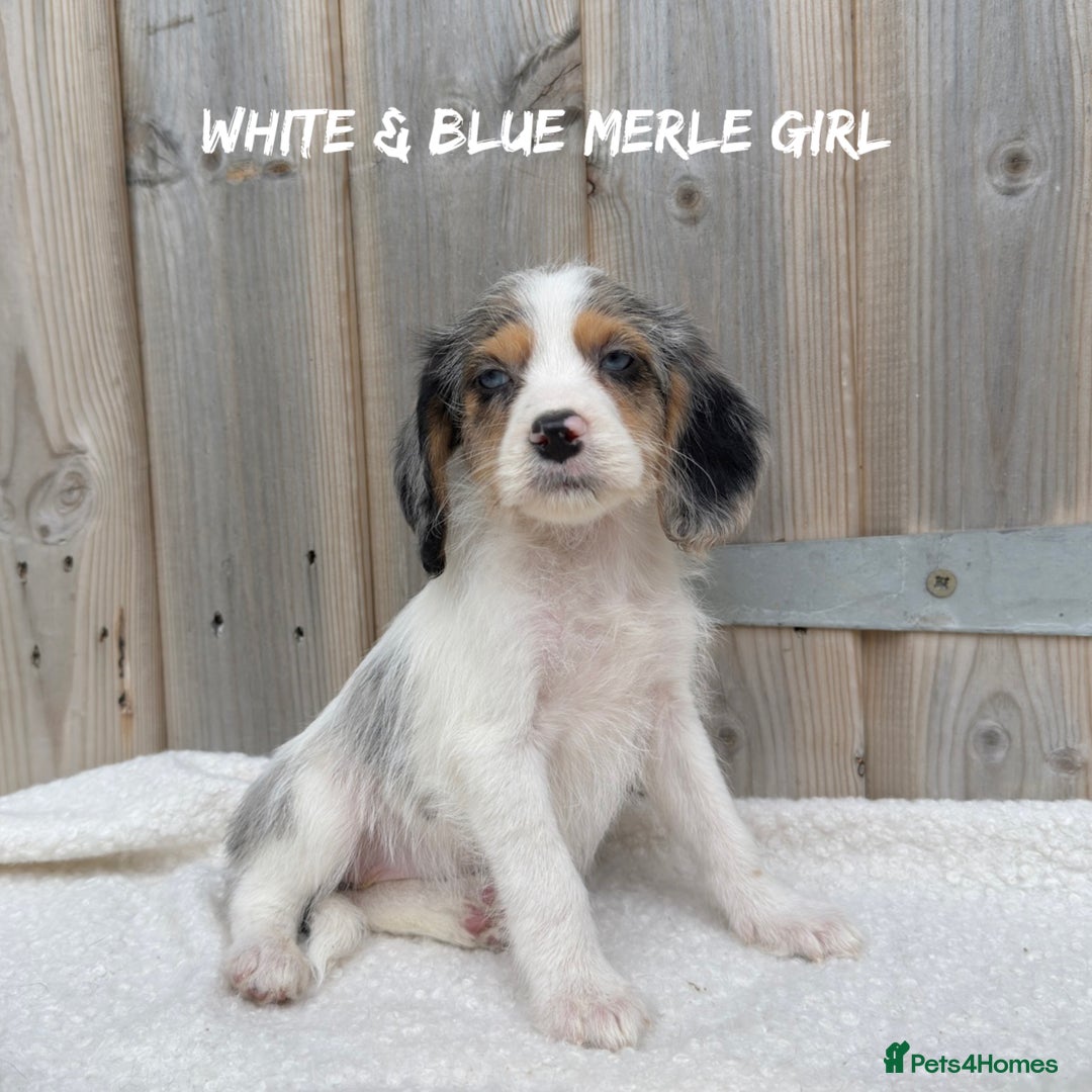 Mixed Breed dogs for sale: 🤎 BABY POOGLES (beagleXminiature poodle)🤎 in Rhayader - Image 3