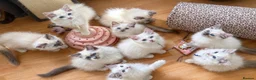 Ragdoll cats for sale: Gccf babies  - Advert 15