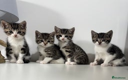 Mixed Breed cats for sale: Kittens adorable  - Image 1