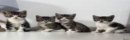 Mixed Breed cats for sale: Kittens adorable  - Advert 1