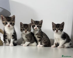Mixed Breed cats - Advert 7