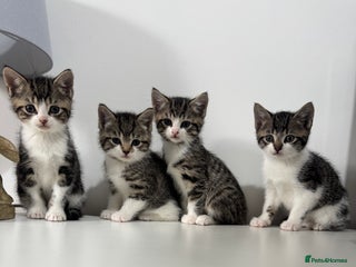 Mixed Breed cats - Advert 10