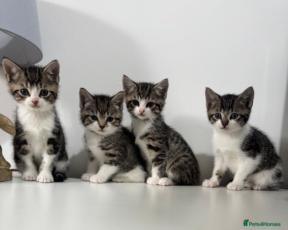Mixed Breed cats - Advert 4