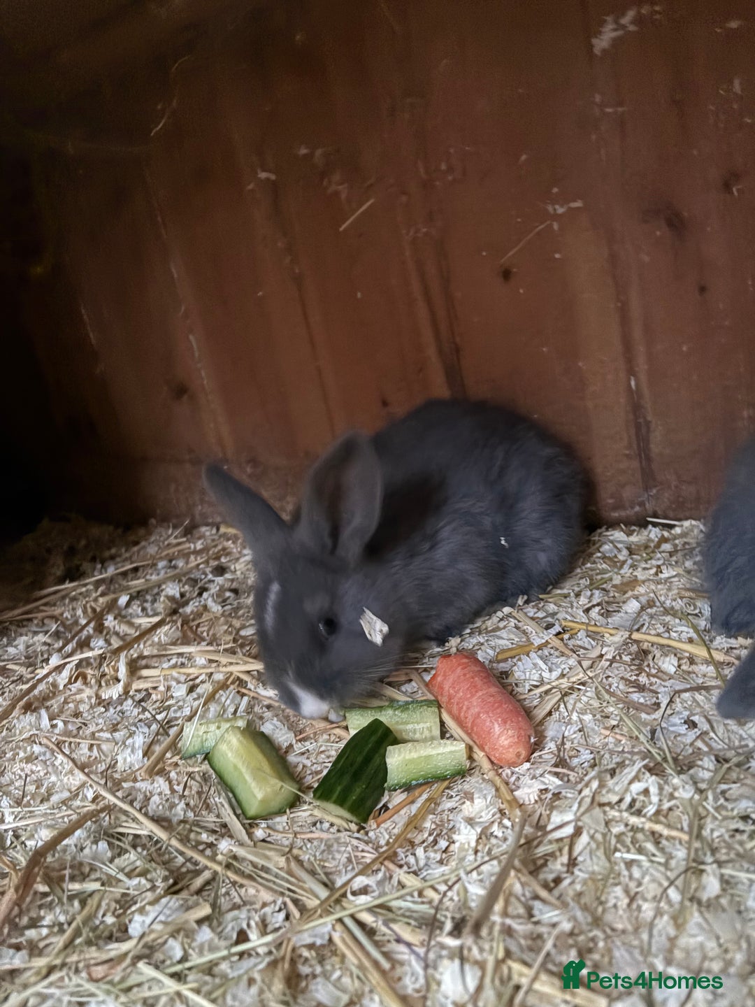 Mini Lop rabbits for sale: Mini lop baby rabbits for sale. - Advert 16