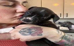 Mixed Breed dogs for sale: French bulldog cross American bulldog  - Image 1