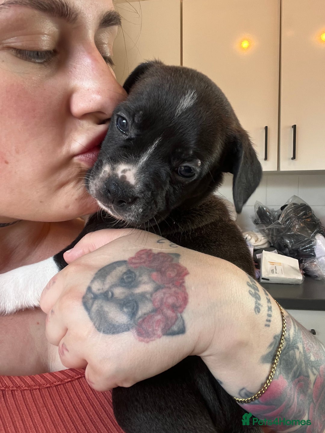 Mixed Breed dogs for sale: French bulldog cross American bulldog  - Image 1