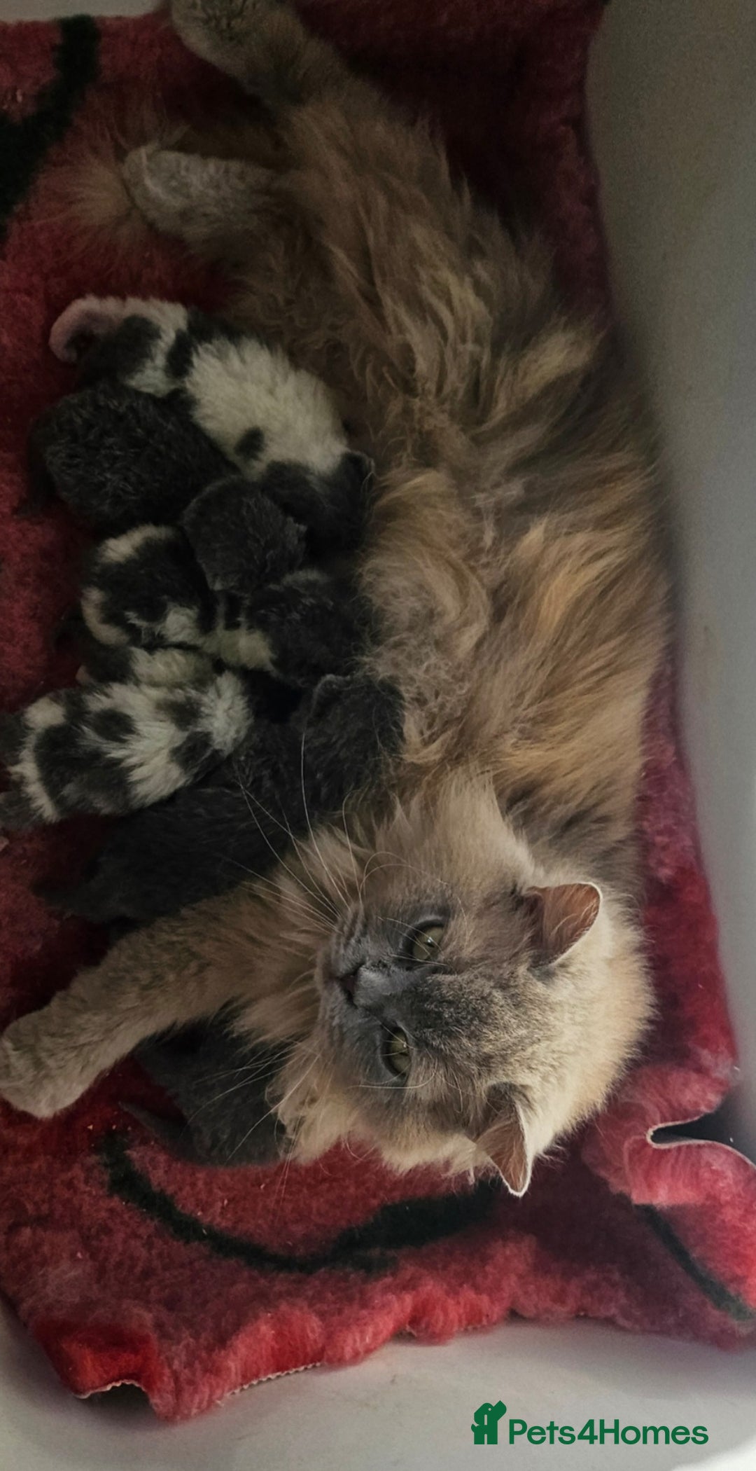 British Shorthair cats for sale: Tica registered british shorthair kittens - Image 14