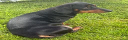 Miniature Dachshund dogs for sale: Four miniature dachshund puppies left  (Scotland) - Advert 23