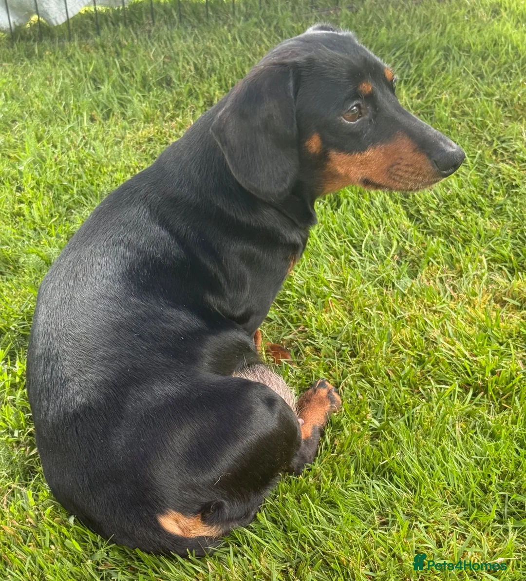 Miniature Dachshund dogs for sale: Four miniature dachshund puppies left  (Scotland) - Advert 23