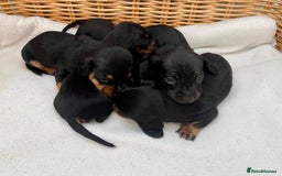 Dachshund dogs for sale: Sausage dachshund puppies  - Image 13