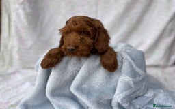 Cockapoo dogs for sale: F1 fox red cockapoos mixed littler new ad   - Image 9