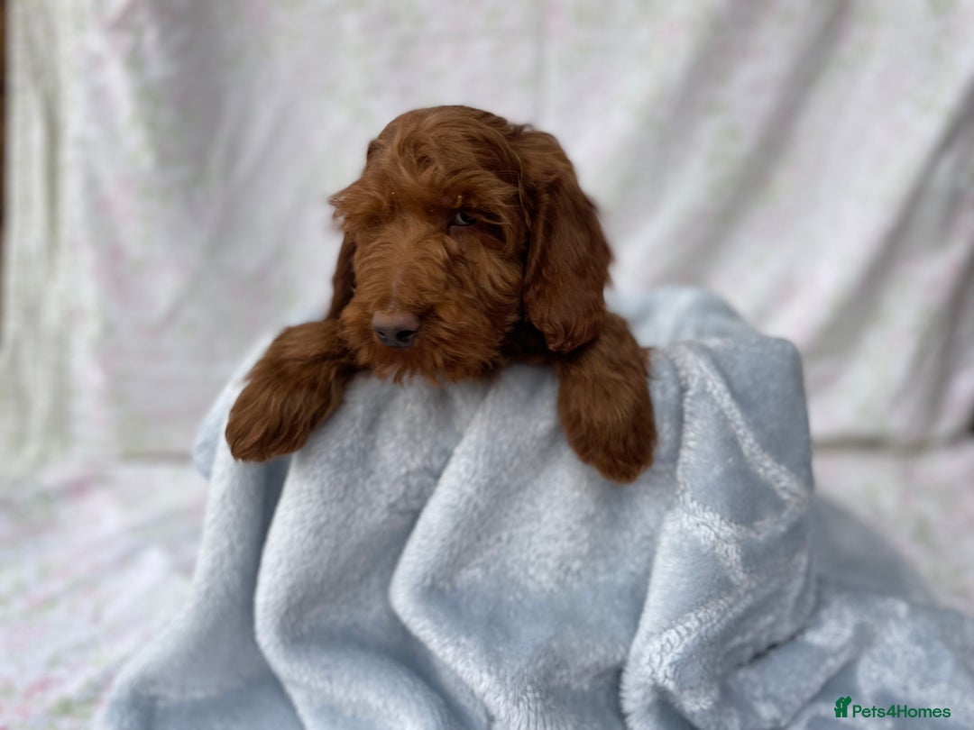 Cockapoo dogs for sale: F1 fox red cockapoos mixed littler new ad   - Image 9