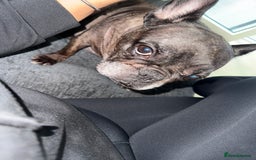 French Bulldog dogs for sale: French Bulldog  - Image 1