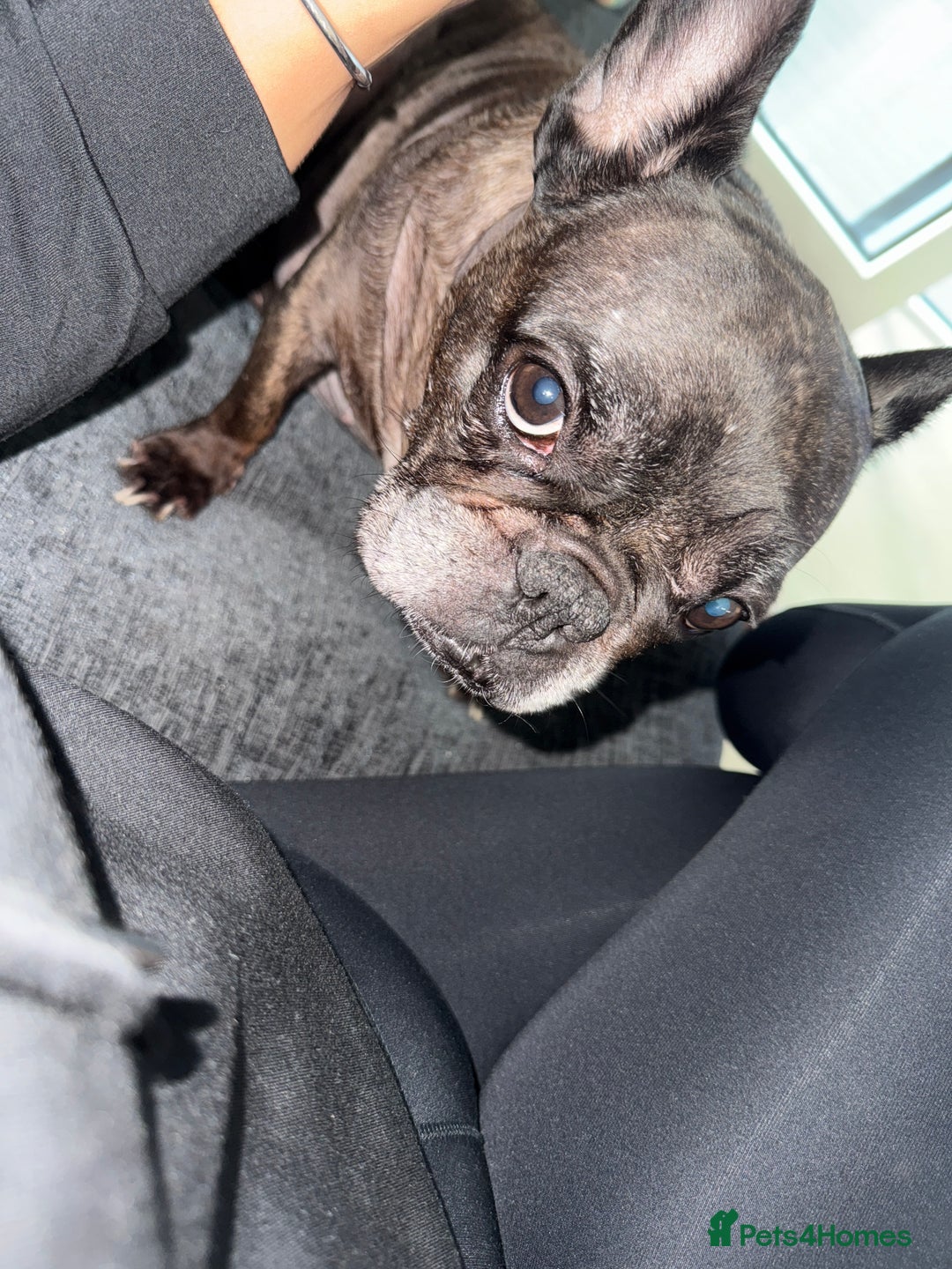 French Bulldog dogs for sale: French Bulldog  - Image 1