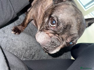 French Bulldog dogs - Advert 11