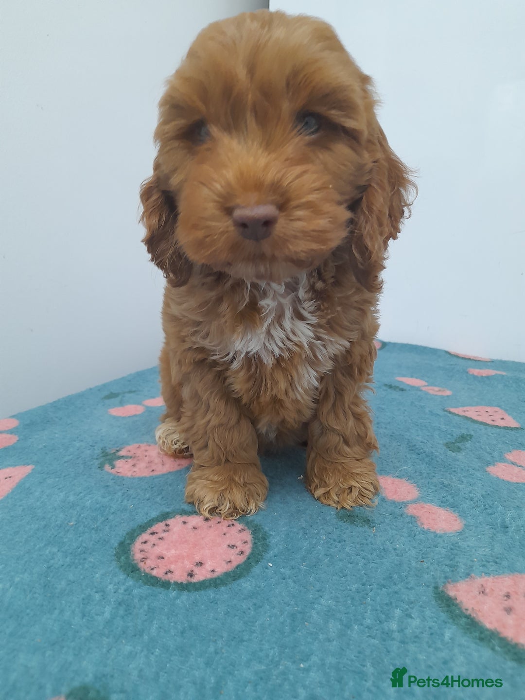 Cockapoo dogs for sale: Beautiful cockapoo puppies ready now - Advert 7