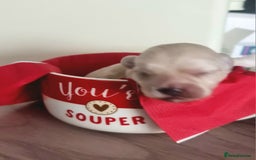 Maltipoo dogs for sale: Multipoo boy - Image 8
