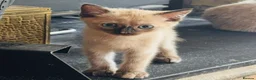 Siamese cats for sale: Beautiful Siamese x Persian kittens ready to go - Advert 12