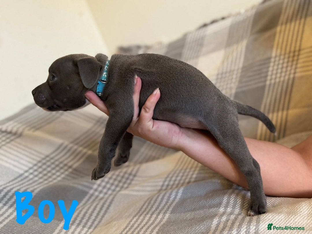 Staffordshire Bull Terrier dogs for sale: Staffordshire bull terrier pups - Image 2