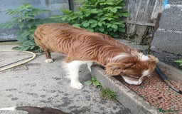 Mixed Breed dogs for sale: Bearded collie x welsh border collie - Image 10