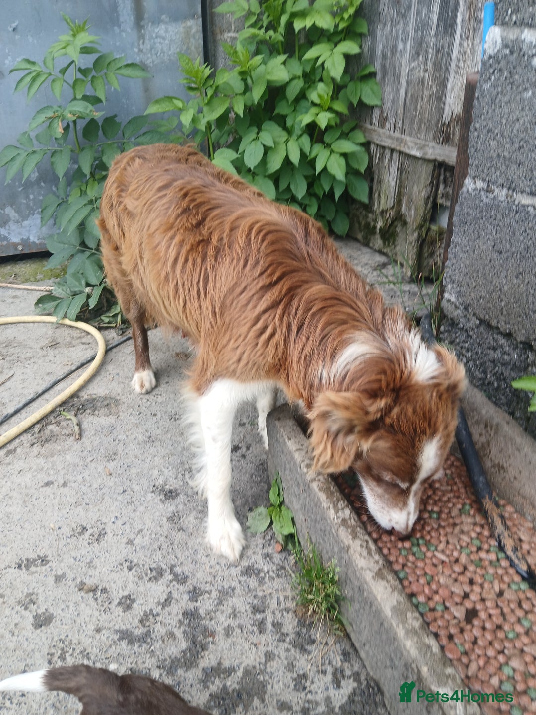 Mixed Breed dogs for sale: Bearded collie x welsh border collie - Image 10
