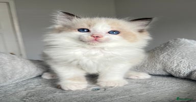 Ragdoll cats - Advert 7