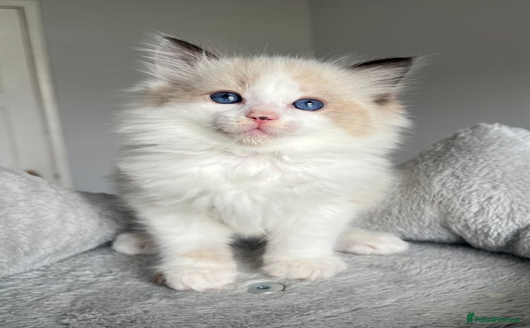 Ragdoll cats - Advert 2