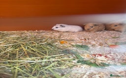 Guinea Pig rodents for sale: 2 Cali x Swiss boars  - Image 4