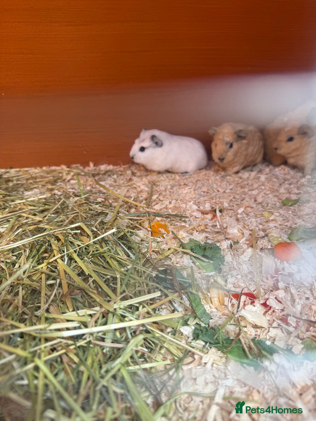 Guinea Pig rodents for sale: 2 Cali x Swiss boars  - Image 4