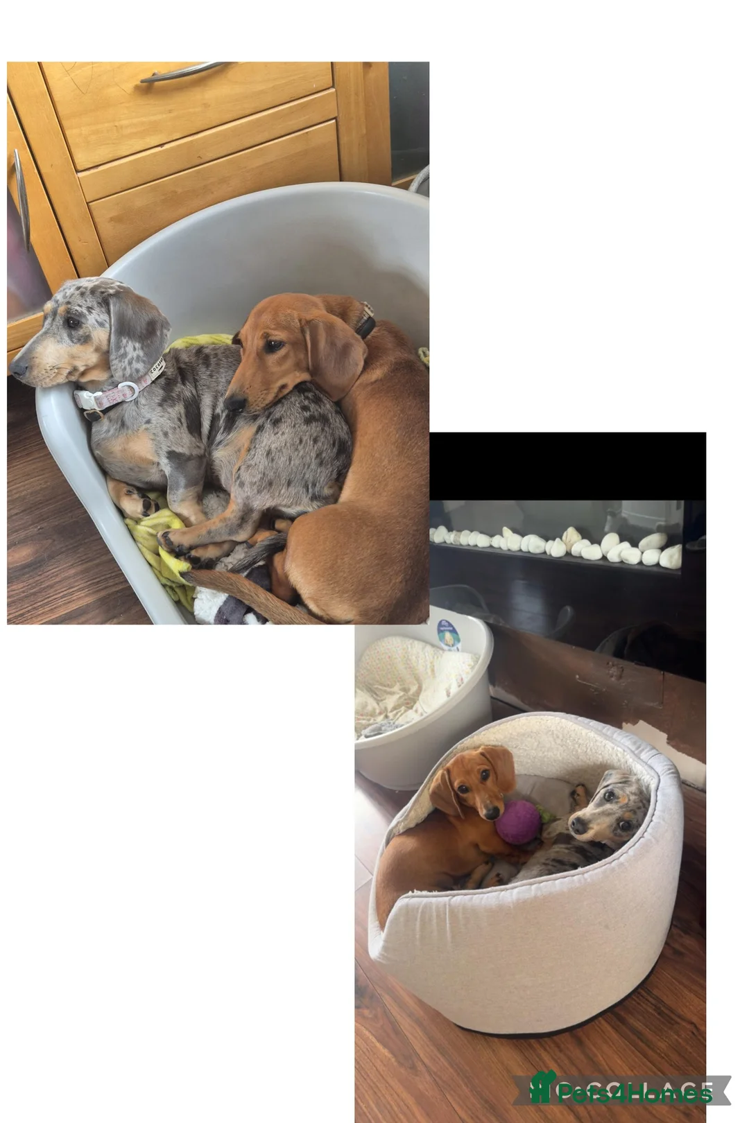 Miniature Dachshund dogs for sale: Miniature dachshunds looking for a forever home - Advert 2