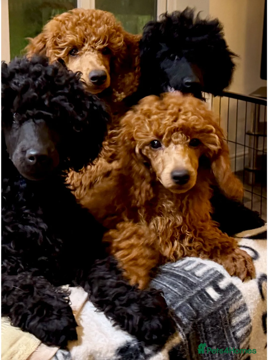 Miniature Poodle dogs for sale: Stunning 6 gen red puppies, DNA clear,  - Advert 2