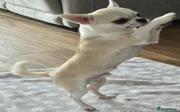 Chihuahua dogs for sale: KC CREAM & WHITE BOY - Image 4